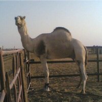 راعي الريف عبدالله العقيل أبو حمد (@abdullah_s_aq) 's Twitter Profile