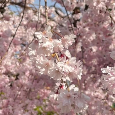 123sakura4567's profile picture. 日本人が美しい日本を作る。いいなと思った方無言フォローさせていただくことがあります。お許しください。