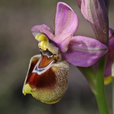 we seek and share good things to do with orchids and wildflowers.