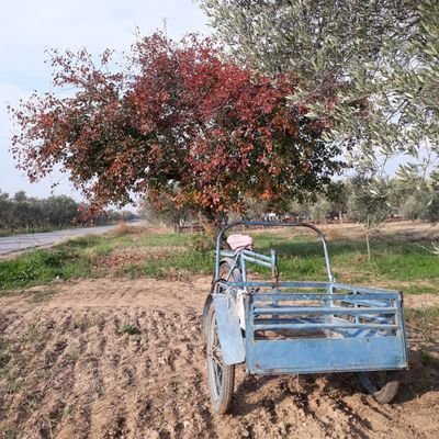 DoalHayat8's profile picture. Zeytin Diyarı