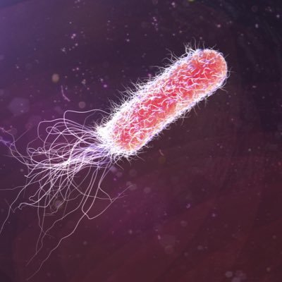 Gram-negative aerobic and opportunistic pathogen 
Live, laugh, lung infection