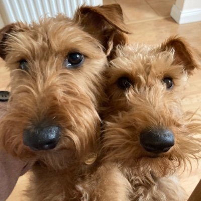 We are Odin and Astra, an Irish Terrier father and daughter team! We love fun, boldness, some destruction and snuggles. Odin is the boss!🤟