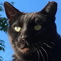 Robert Allotment cat, with Barbara, Janet, Amanda(@AllotmentCat) 's Twitter Profile Photo