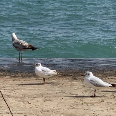 aycamh's profile picture. 