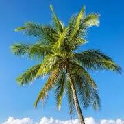 SPalm235's profile picture. 