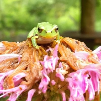 長屋(大阪⇔兵庫)山暮らし
無施肥、毀れ種菜園  野草
「私は、私の、御用達」
カラスや庭の仲間たち
元野良の2匹の猫ちゃんと
暮らしてます。
老子さまが好き
1947年3月生れ