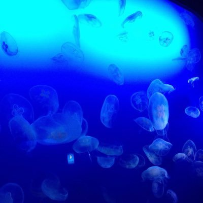 𝗁𝖺𝗋𝗎 on X