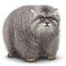 sergeybratus's profile picture. The cat is the Otocolobus Manul, https://t.co/Xswt7Vp2F1 . Manul is the perfect privacy mascot. All views & opinions are my own & personal.