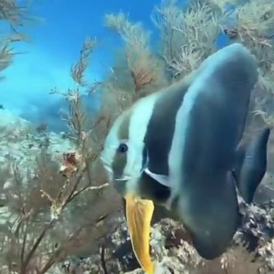 BanduAkiri's profile picture. Raalhu