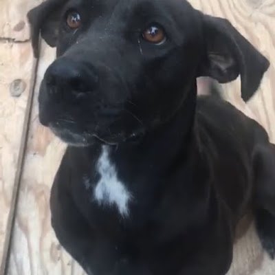 IcyHalfSoul's profile picture. Gay