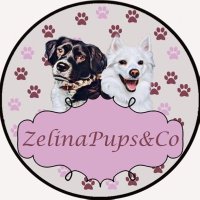Zelina Pups & Co(@ZelinaCo) 's Twitter Profile Photo