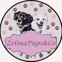 Zelina Pups & Co (@zelinaco) 's Twitter Profile