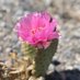 Desert Rat 🌵🦎 (@julieropp3) Twitter profile photo Desert Rat 🌵🦎 (@julieropp3) Twitter profile photo