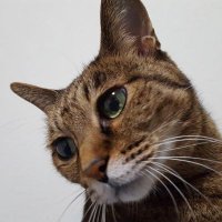 そばがき (@atom_ram_mori) 's Twitter Profile