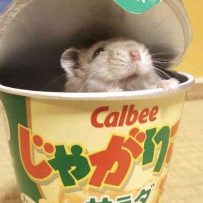 agente_algo's profile picture. em geral postarei coisa da escola pra tentar fazer algo, mais talves eu poste alguns desenhos