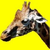 きりん太🦒(@kikikirin999) 's Twitter Profile Photo