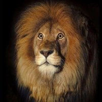 👑The big Lion🦁(@Lion16Thebig) 's Twitter Profile Photo