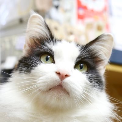 高松の保護猫カフェ🐈　猫シェルターも導入し稼働中🏠　保護猫の良さを知ってもらい、猫好きさん人口を増やすために起業し11年目🎈お膝に乗る猫ちゃんがいるお店🐈‍⬛ ご利用料金は施設維持費、シェルター運営費に利用させていただきます。初めてのお客様は必ずリンク確認の上、ご来店下さいませ。