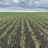 Starlotte Seeds Ltd. (@starlotteseeds) 's Twitter Profile Photo