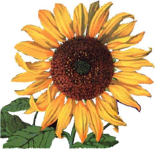 BuyLocalNE's profile picture. Encourages the purchase and enjoyment of local foods!