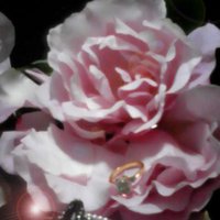 りーあ (@leeahime) 's Twitter Profile