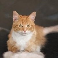 Boylan Willie (@boylan_willie) 's Twitter Profile