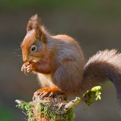 SquirrelsHFS Profile Picture