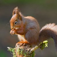 @SquirrelsHFS (@squirrelshfs) 's Twitter Profile