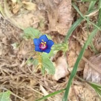 athelas leaf (@athelas_leaf) 's Twitter Profile