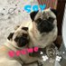 Tomo🐾大豆と小梅 (@soytter1016) Twitter profile photo Tomo🐾大豆と小梅 (@soytter1016) Twitter profile photo