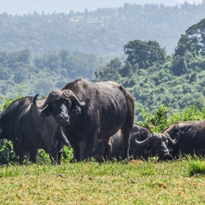 real outreach mission tours is a tour company in kenya founded on christian values.we specialise in mt.kenya trekking,masai mara,amboseli,nakuru,beach holidays