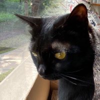 Chenfeng Cao (@physics_cc) 's Twitter Profile