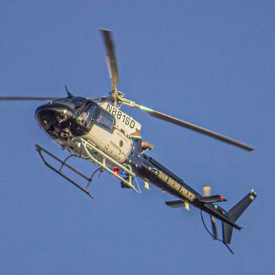 DHaimsohn's profile picture. PIGS CAN FLY. THIS ACCOUNT IS PROOF