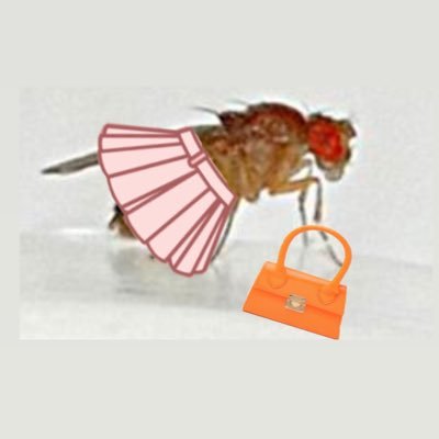 Hi everyone 👋🏻🙈🪰 I’m ms.Drosophila melanogaster ❤️‍🔥 @MelanogasterMr🤵‍♂️