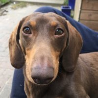 Dirk Neumann (@dreamdoxysxara) 's Twitter Profile Photo