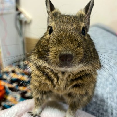 動物大好きアカウント。相棒はデグーのてーすけ♂2021.1.23生まれ、2.23家族になりました🐭癒しを求めてフォローします。仲良くしてください #デグー