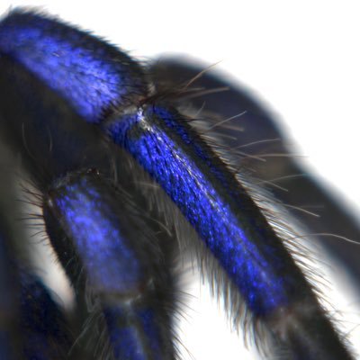 昆虫、奇蟲、爬虫類、両生類、魚類をはじめとする変温動物の愛好会です。フォローお待ちしております！いつでも入会受付中ですのでお気軽にDMまで！姉妹団体ができました！天気（天文気象）愛好会@iloveM45