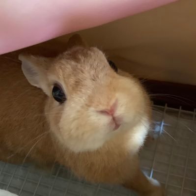 momiji_daisuki_'s profile picture. 2018年4月27日産まれのネザーランドドワーフ、もみじです。歯周病を抱えており、お薬治療頑張っています。なでなで大好きな甘えん坊ですが抱っこは大嫌い！一部屋使って放し飼いです。基本うさぎさんを飼っている方と相互になりたいと思っていますが、優しい方とすでに相互になっていたりもします。よろしくお願いいたします。