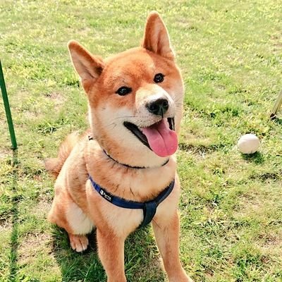 マル🐶2020年9月20日生まれ🎂
３歳♂
暴れん坊だけど、怖がりなマル🐶との日常～
Twitter始めました！よろしくお願いします。
柴犬/犬/キャンプ/釣り/子育て