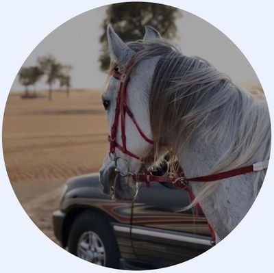 صباره🌵
قناتي بالتليكرام يشرفني حضوركم
https://t.co/DxjAfRASYA