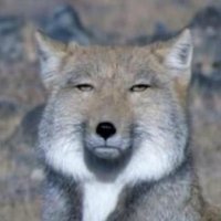 考えるチベスナ (@thinkingthibe) 's Twitter Profile Photo 考えるチベスナ (@thinkingthibe) 's Twitter Profile Photo