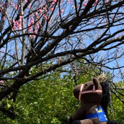 Hiyoko29Sky's profile picture. 好きな物多すぎて雑多ツイ。とっくに20歳↑。メス。推しのお馬さん書ききれんくらい多すぎる。ポケモンはホゲータ溺愛。🌈🕒vlt箱推し・♦︎☕️最推し。すくみ。だとか。バリべロス。ウマ娘も好きな為、苦手な方は合わないかも。お別れはブロ解だと有り難いです。