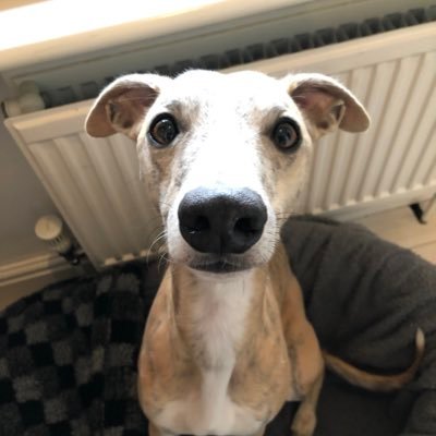 Scientist, whippet Mum and food lover, partial to real ale and red wine.