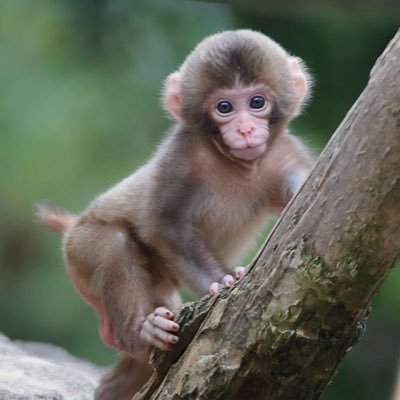 zsdszsds's profile picture. 大学生🍒