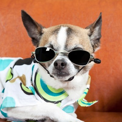 sanchosnft's profile picture. NFT master flomaster