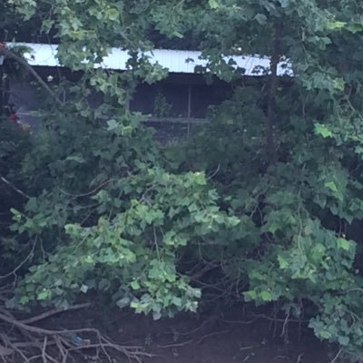 LeannShelton16's profile picture. Pro Democracy!