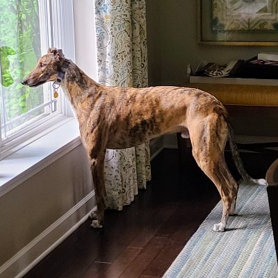 Retired racer from PBKC. FKA 'Kaias Boris'.  Enjoying the luxury of retirement by napping, playing, zooming, and eating.