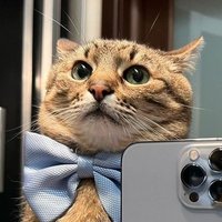 News and Art about Stepan 🇺🇦, most human cat (@stepanews) 's Twitter Profile