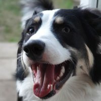 Jackson's Pawrent (@mrs_n_cass) 's Twitter Profile Photo Jackson's Pawrent (@mrs_n_cass) 's Twitter Profile Photo