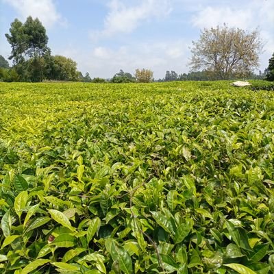 Naseau1Naseau's profile picture. I am an Optimistic grounded individual who knows what I want. Project management is my forte and I enjoy politics!